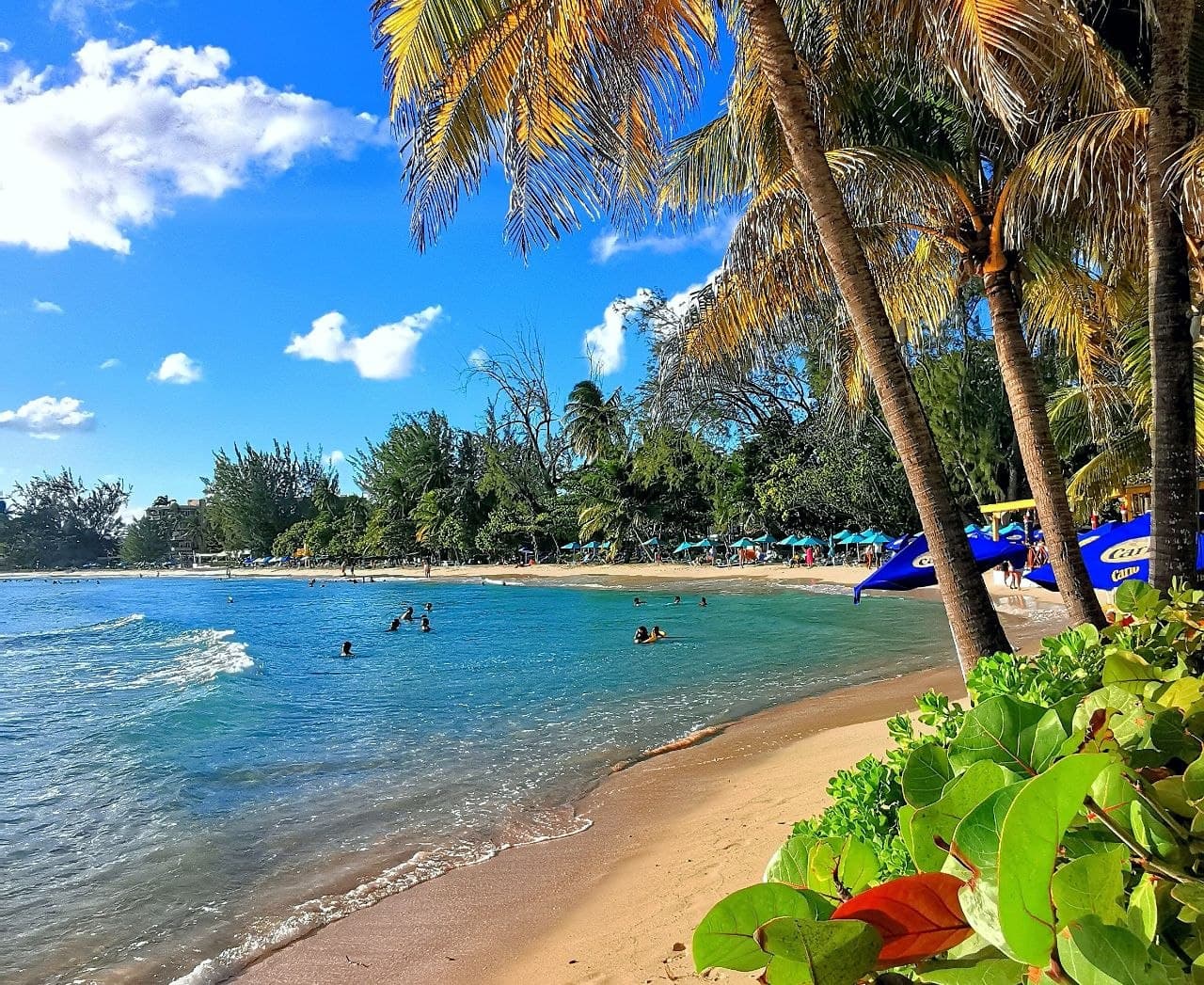 Изгиб песчаного берега Accra Beach на Барбадосе с бирюзовой водой, купающимися людьми, пальмами и синими зонтиками