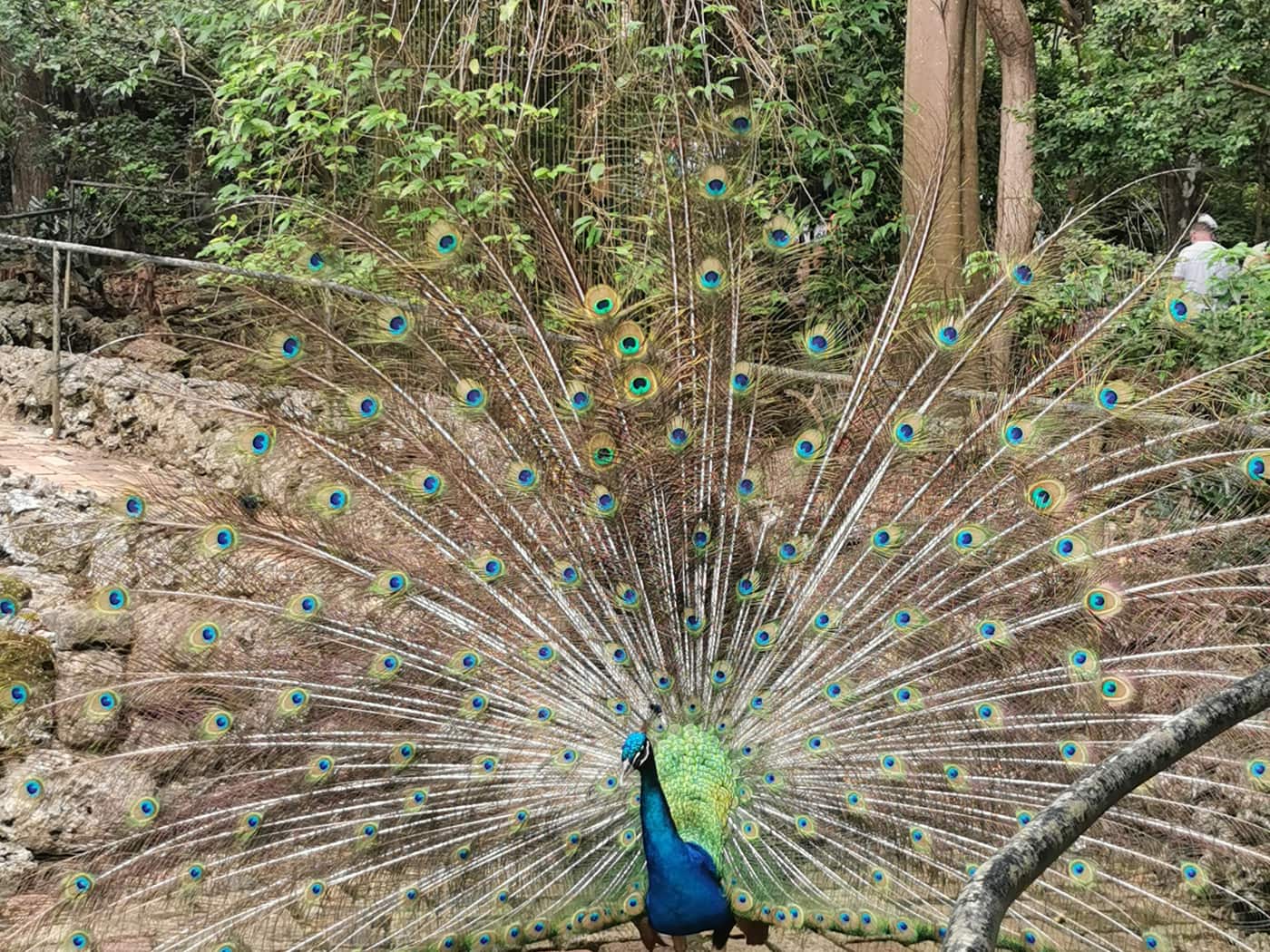Павлин с распущенным хвостом в заповеднике Barbados Wildlife Reserve